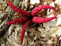 Clathrus archeri-amf241-1